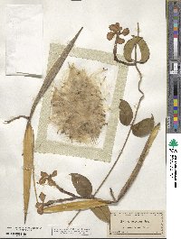 Echites umbellatus image
