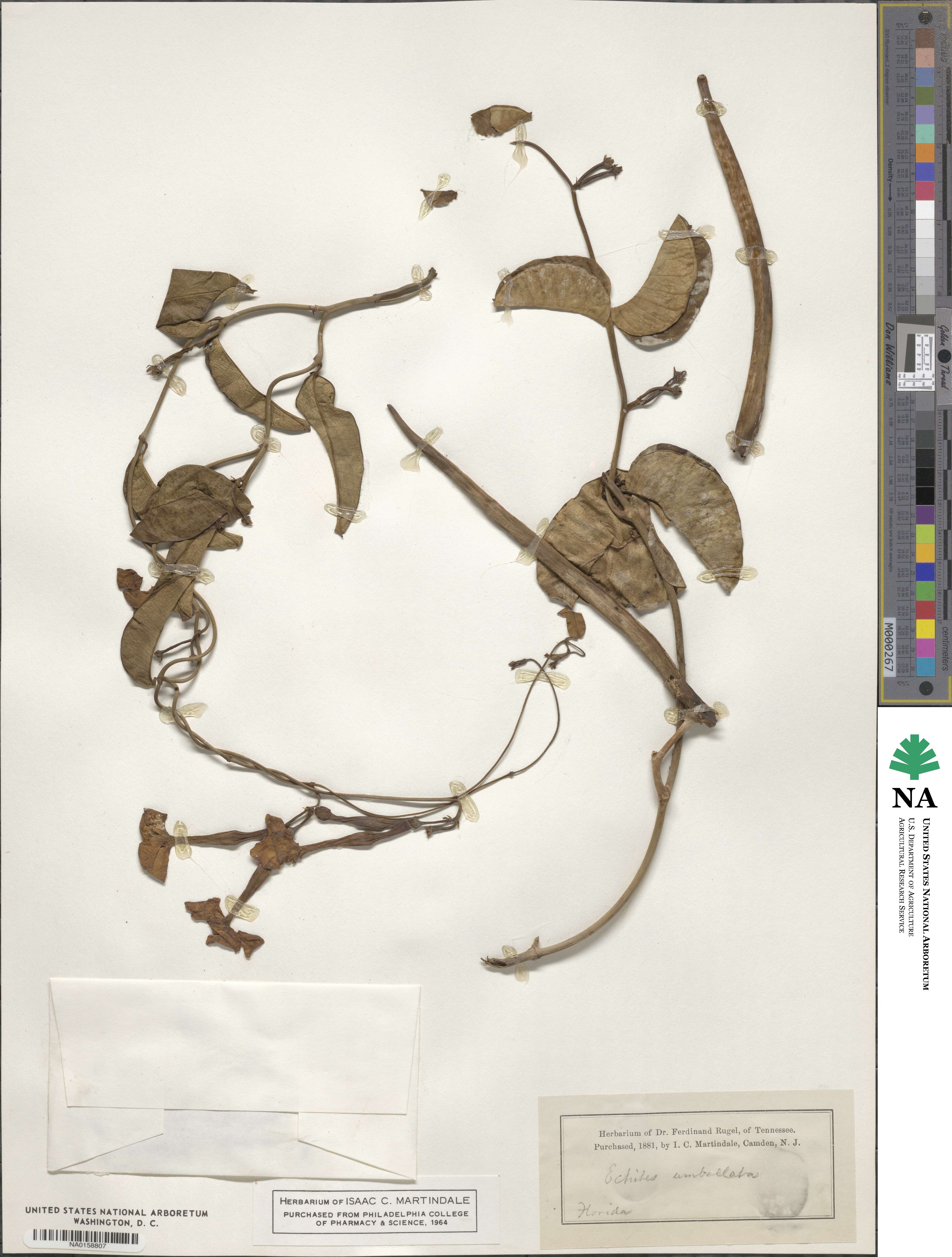 Echites umbellatus image