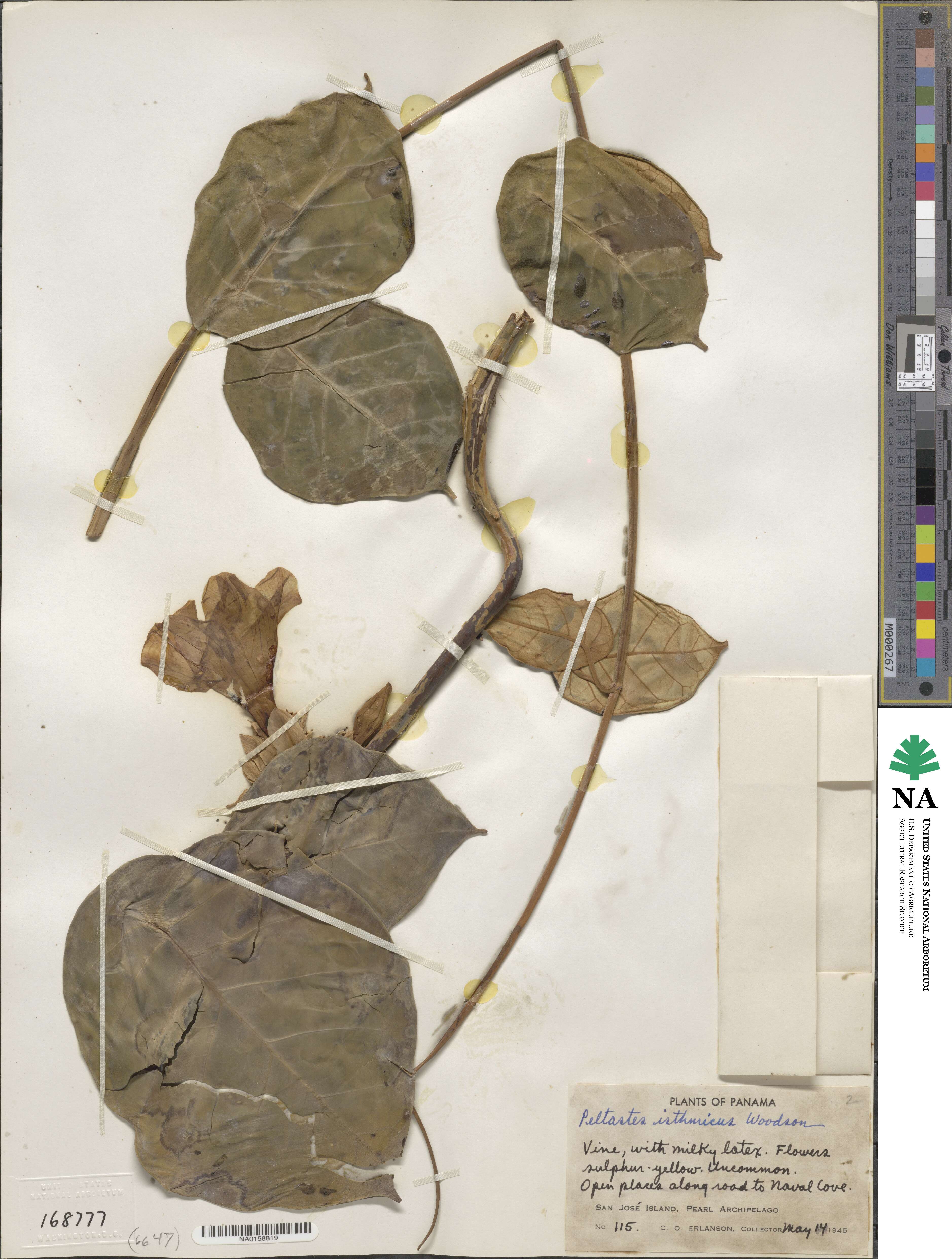 Condylocarpon isthmicum image