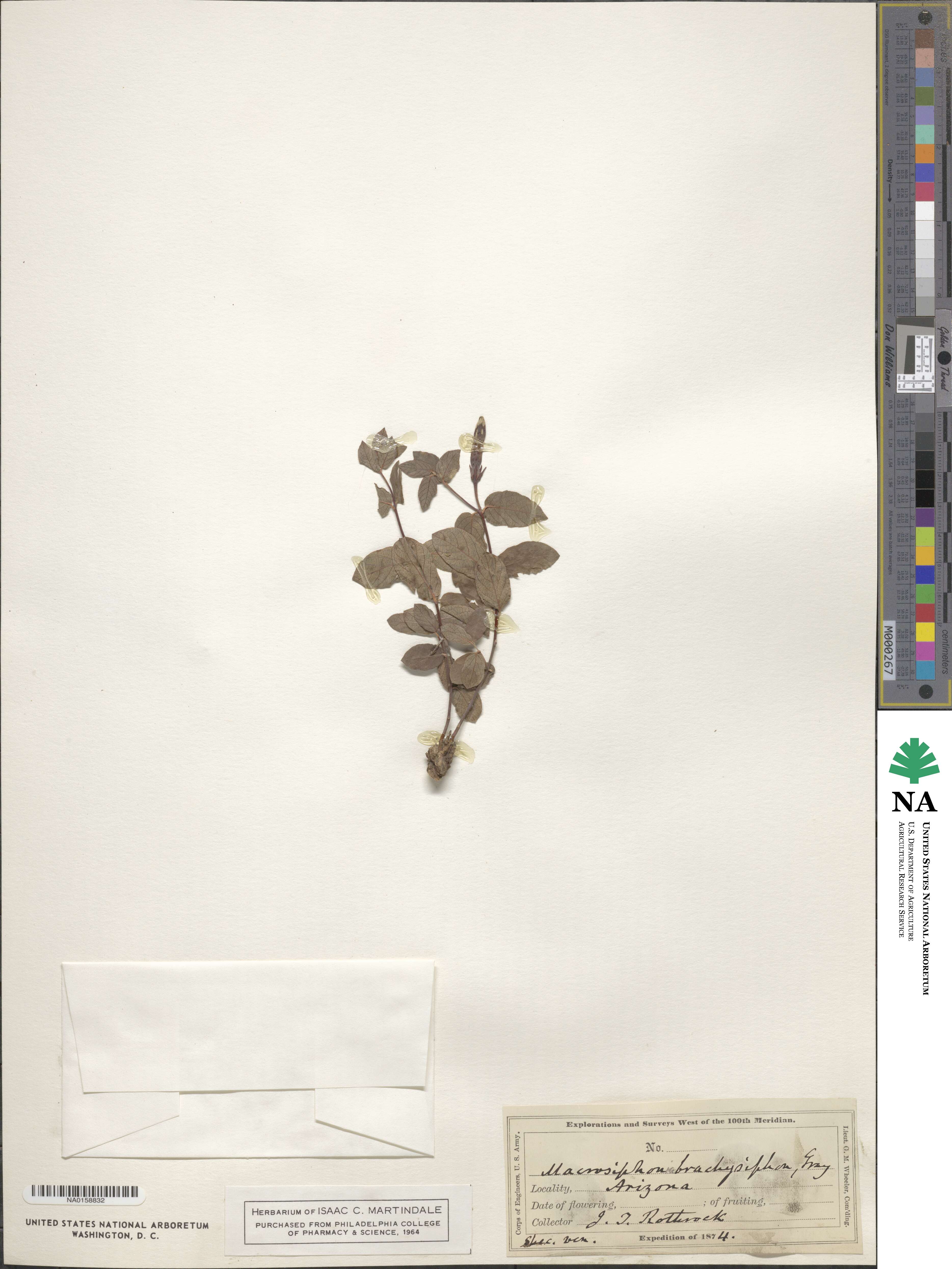 Mandevilla brachysiphon image