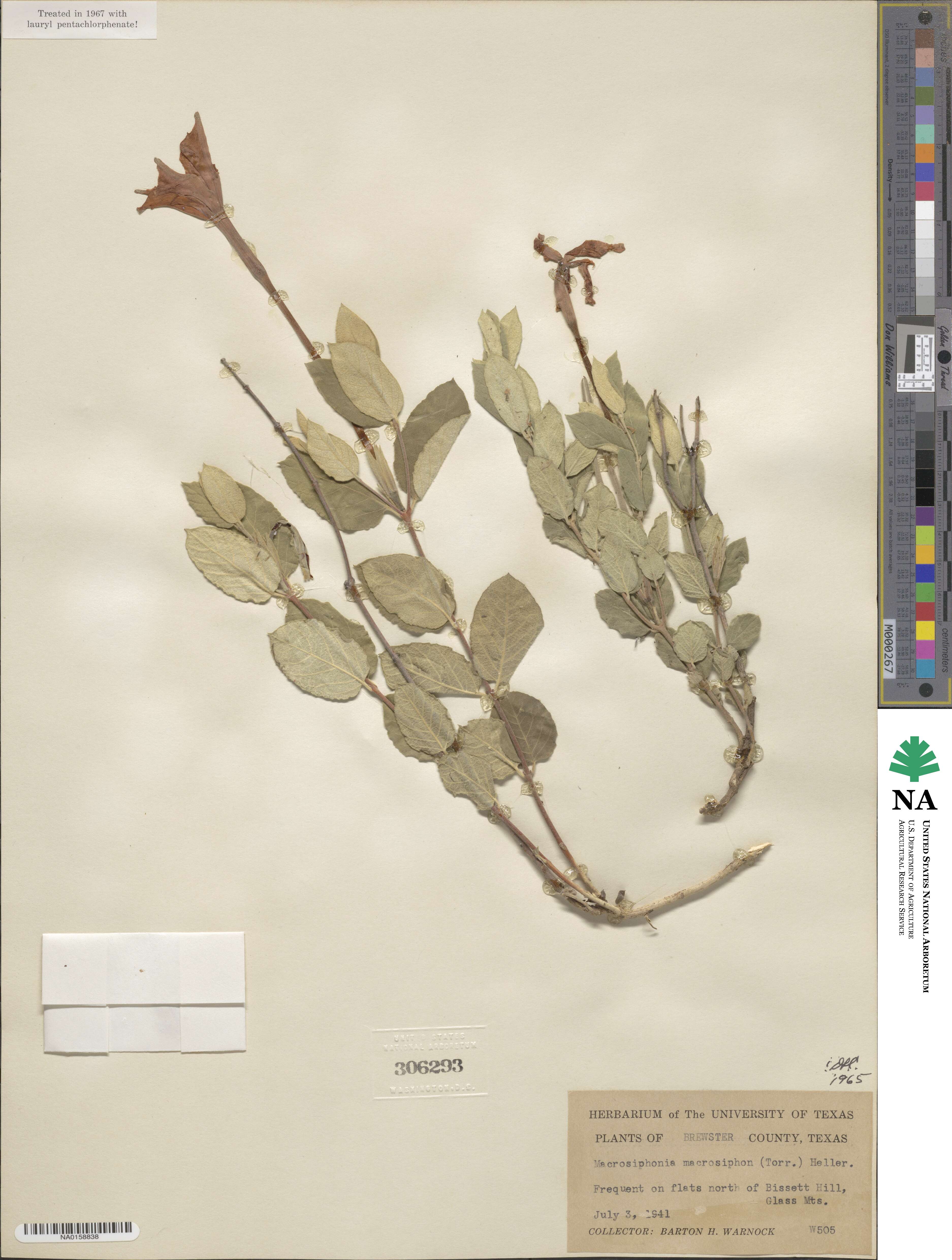 Mandevilla macrosiphon image