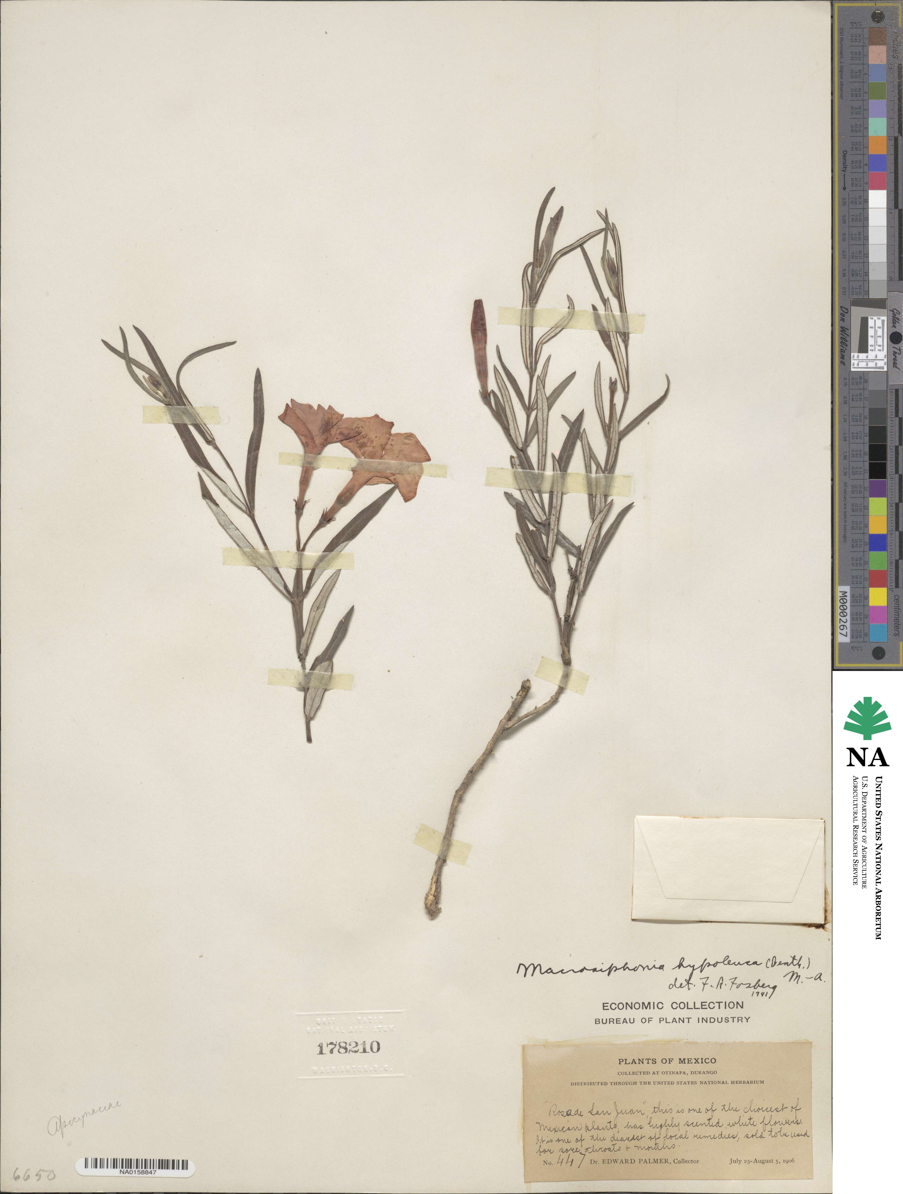 Mandevilla hypoleuca image