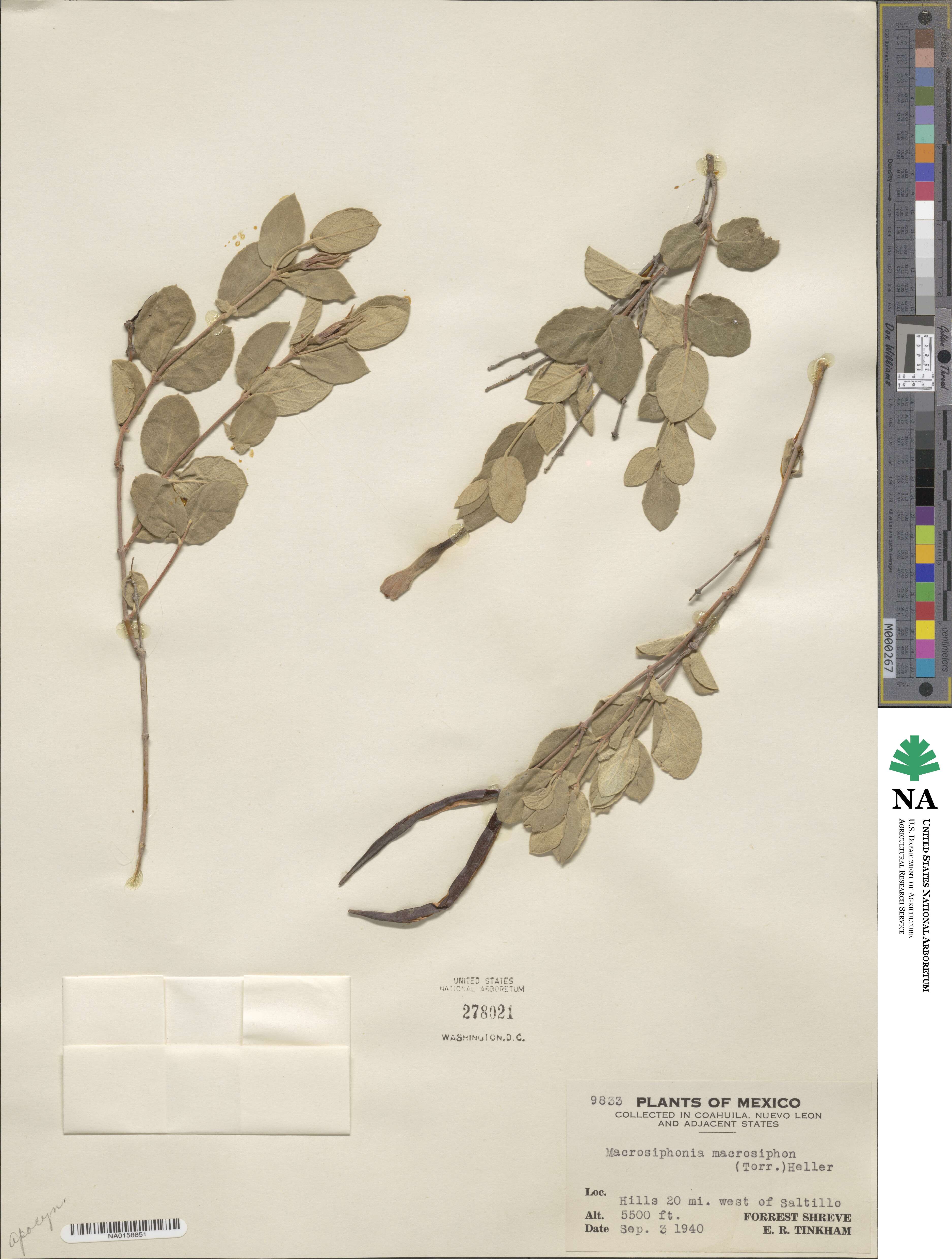 Mandevilla macrosiphon image