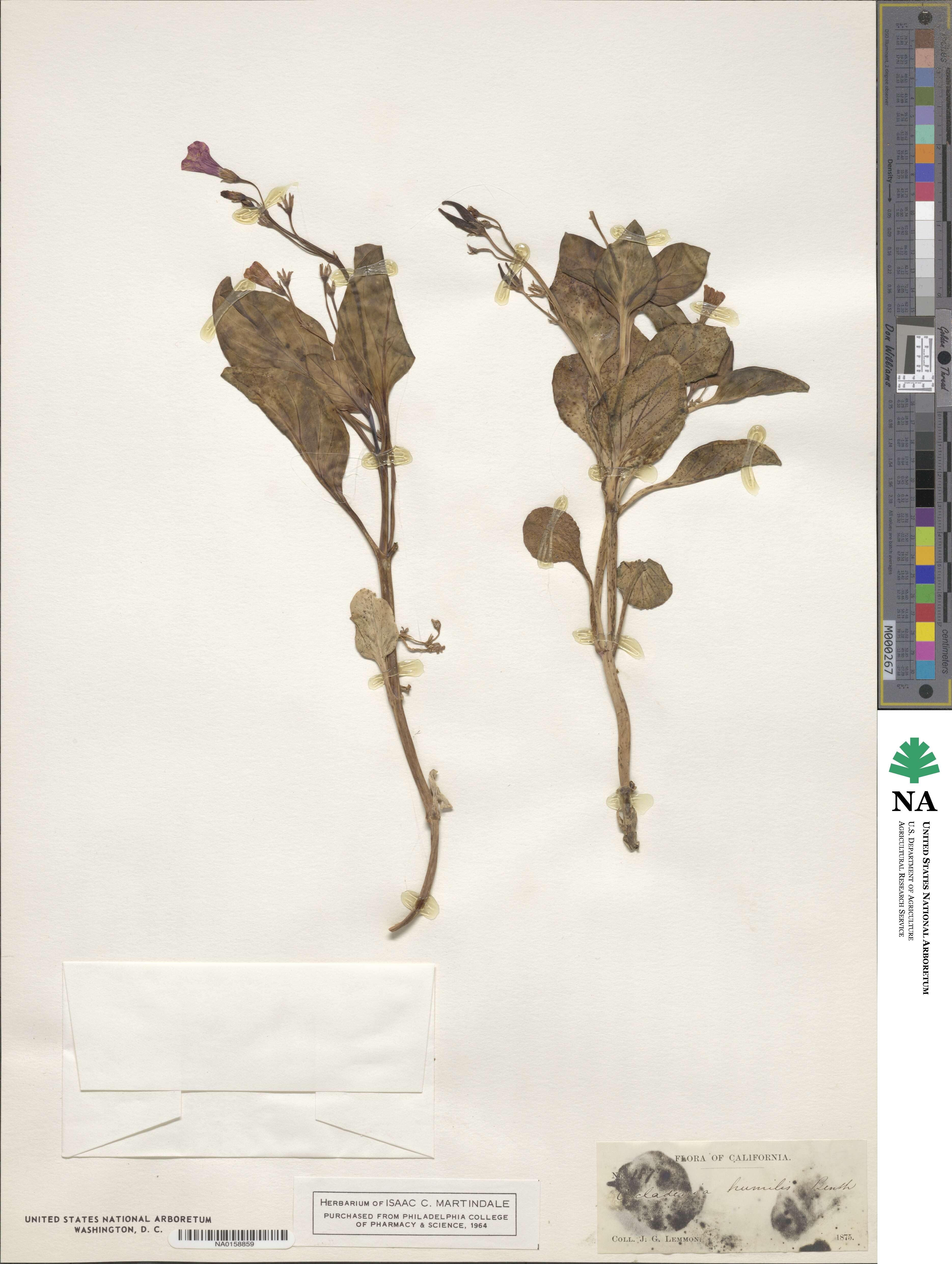 Cycladenia image