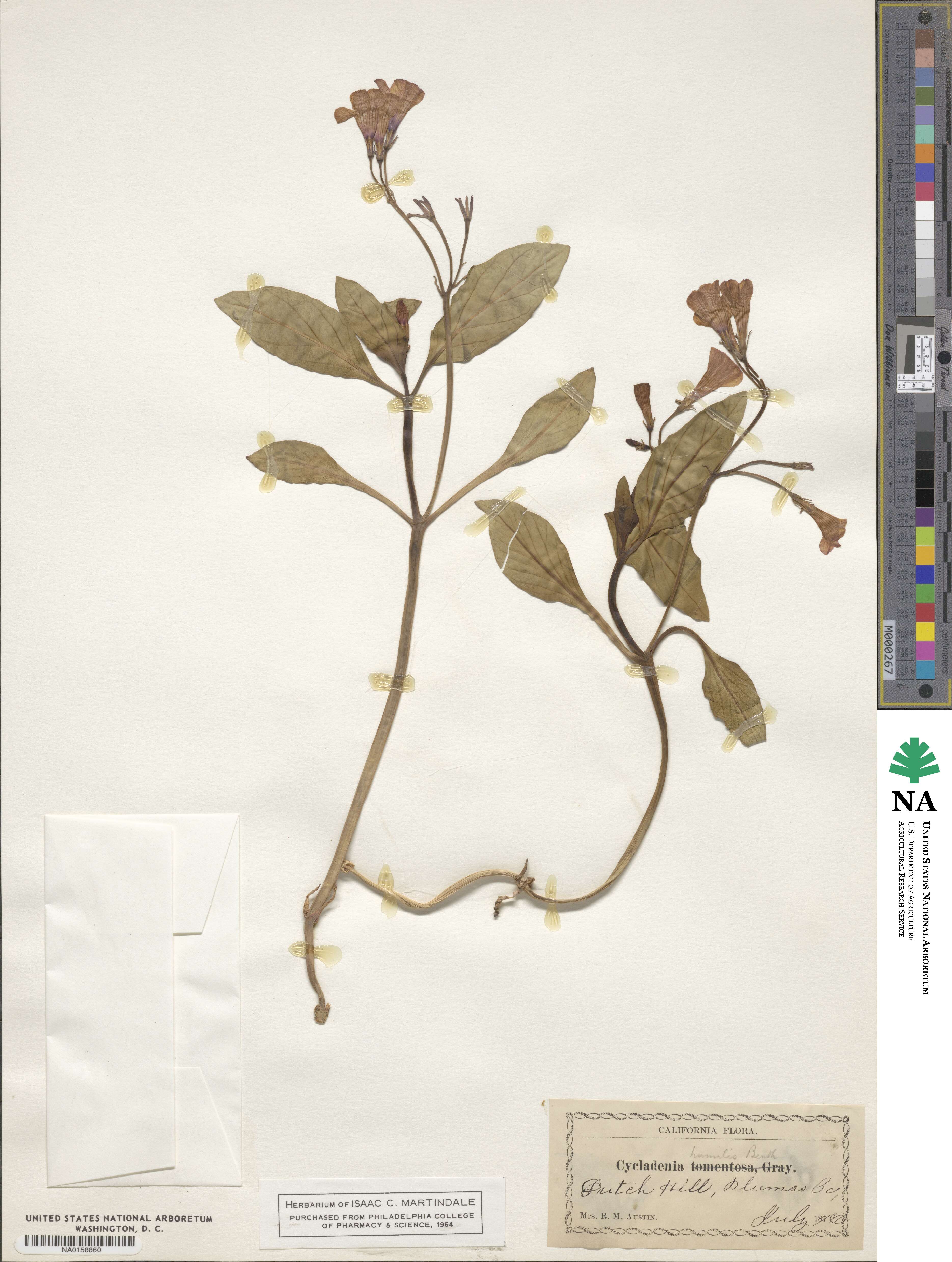 Cycladenia humilis image