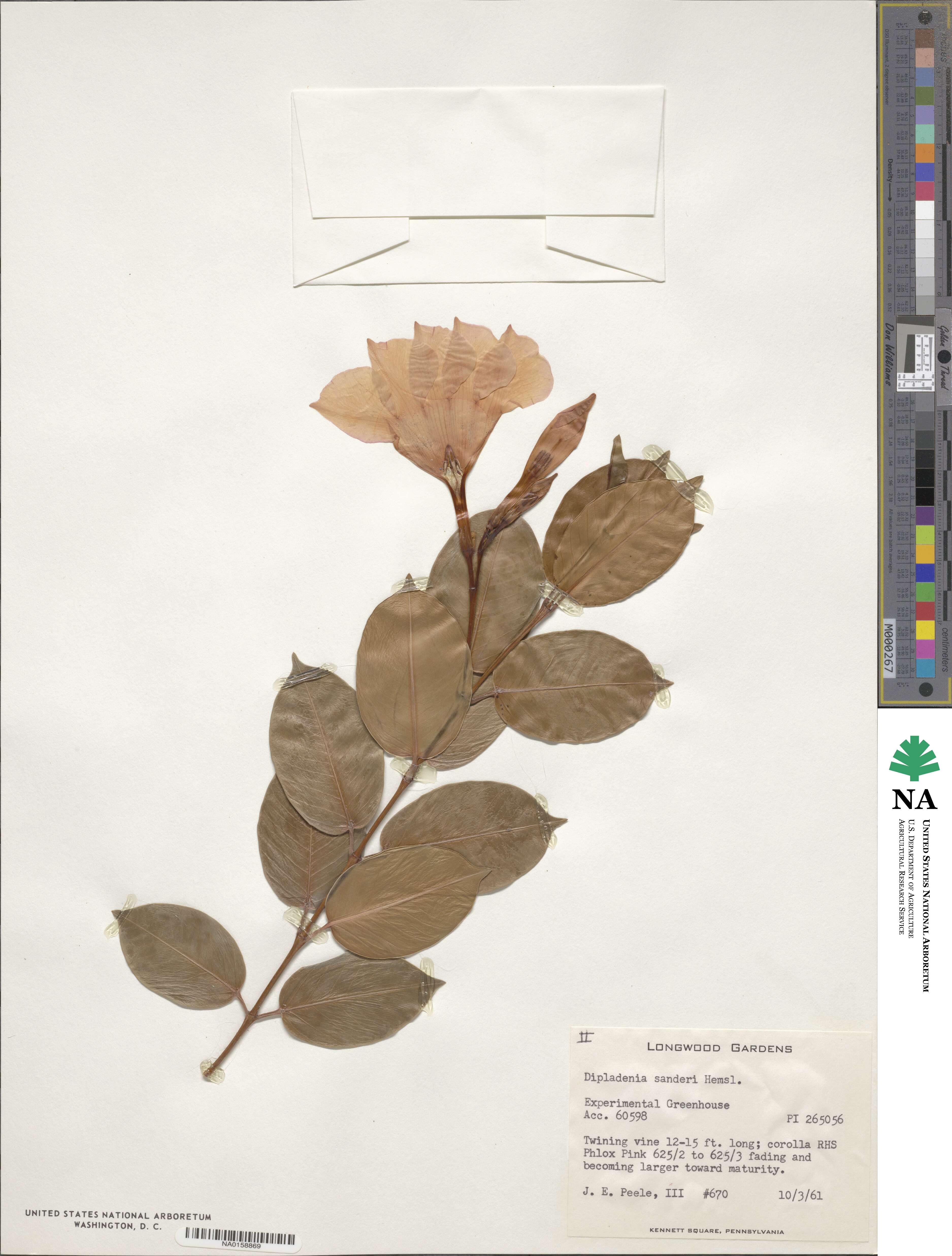Mandevilla sanderi image