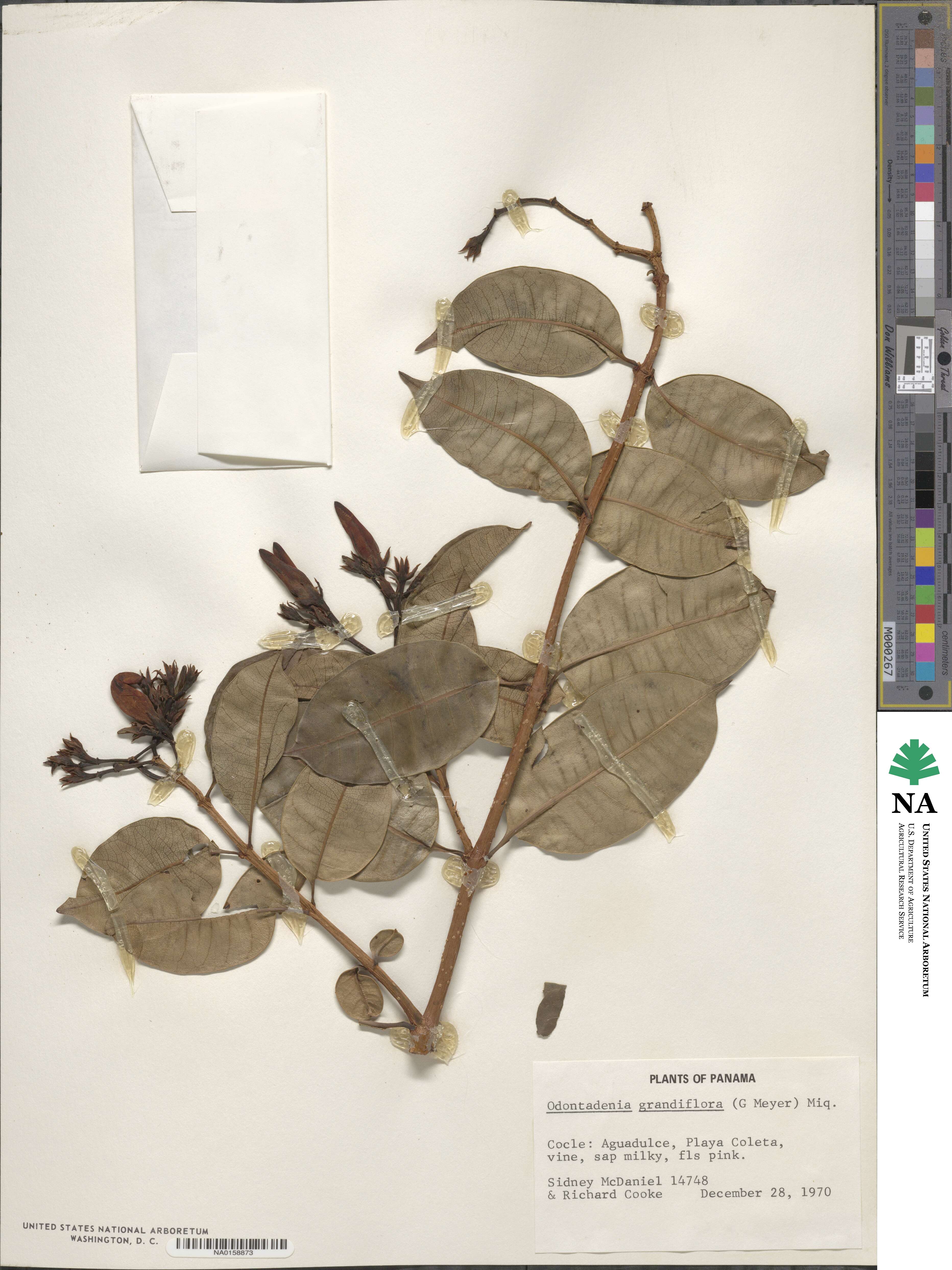 Odontadenia semidigyna image