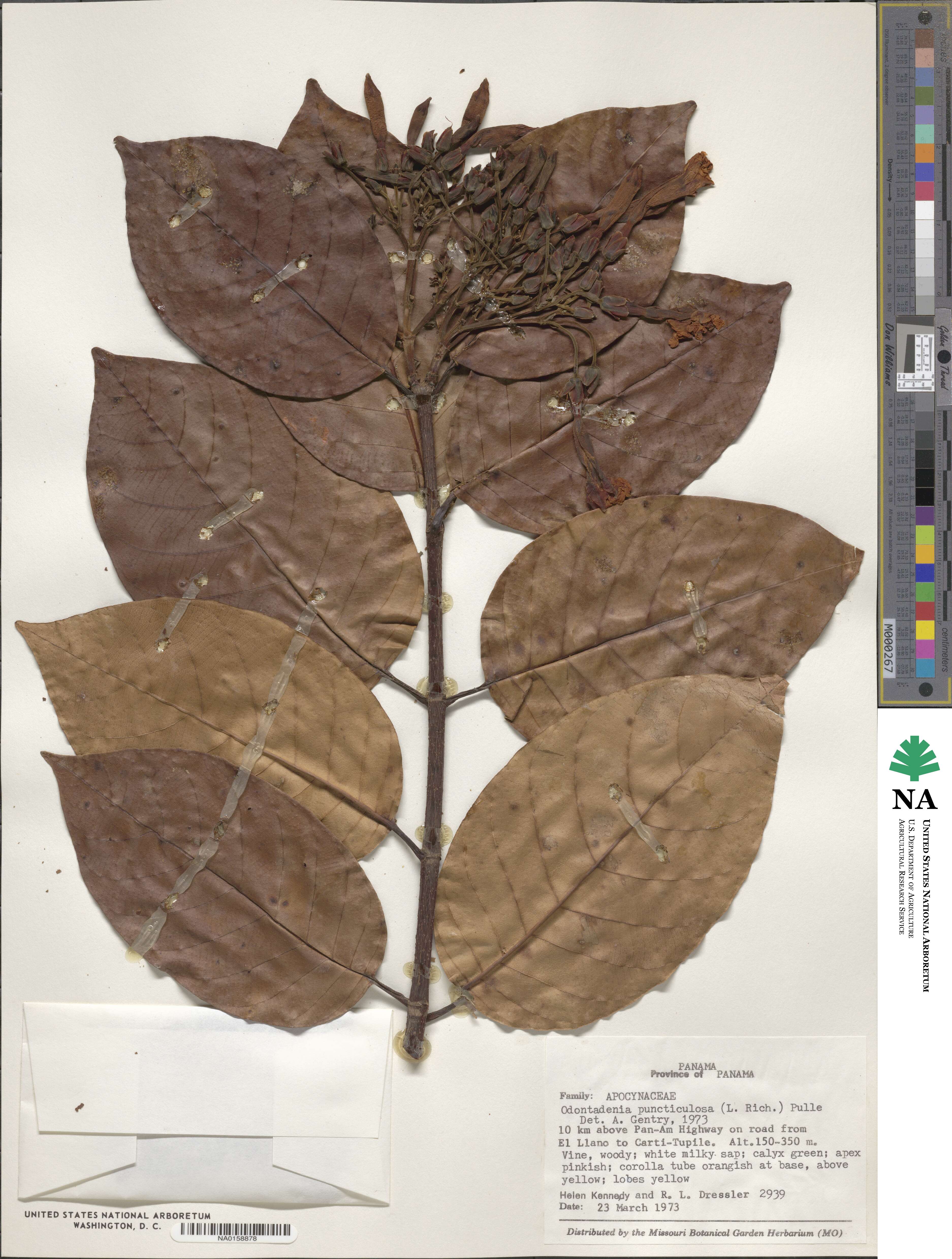 Odontadenia puncticulosa image