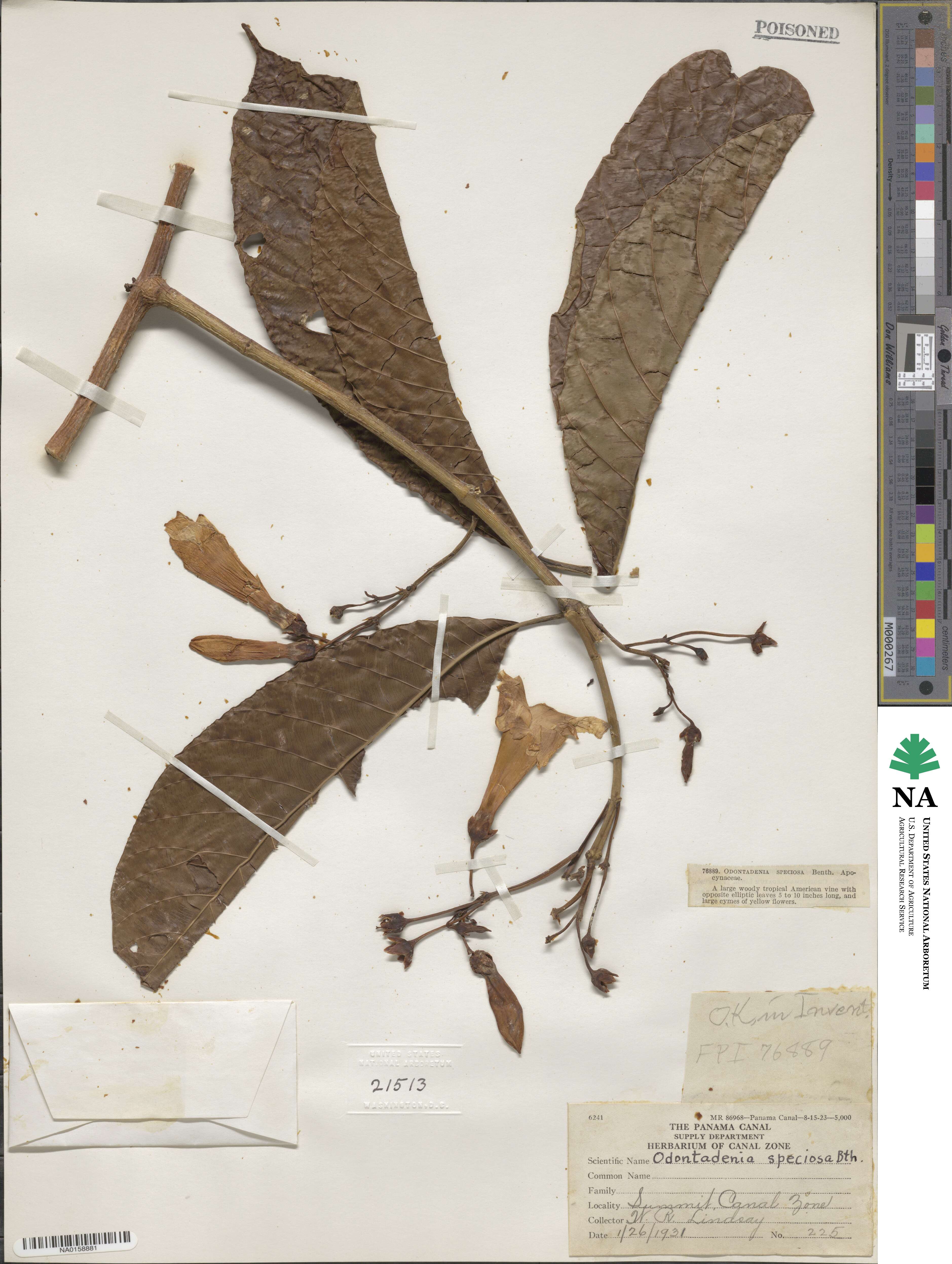 Odontadenia semidigyna image
