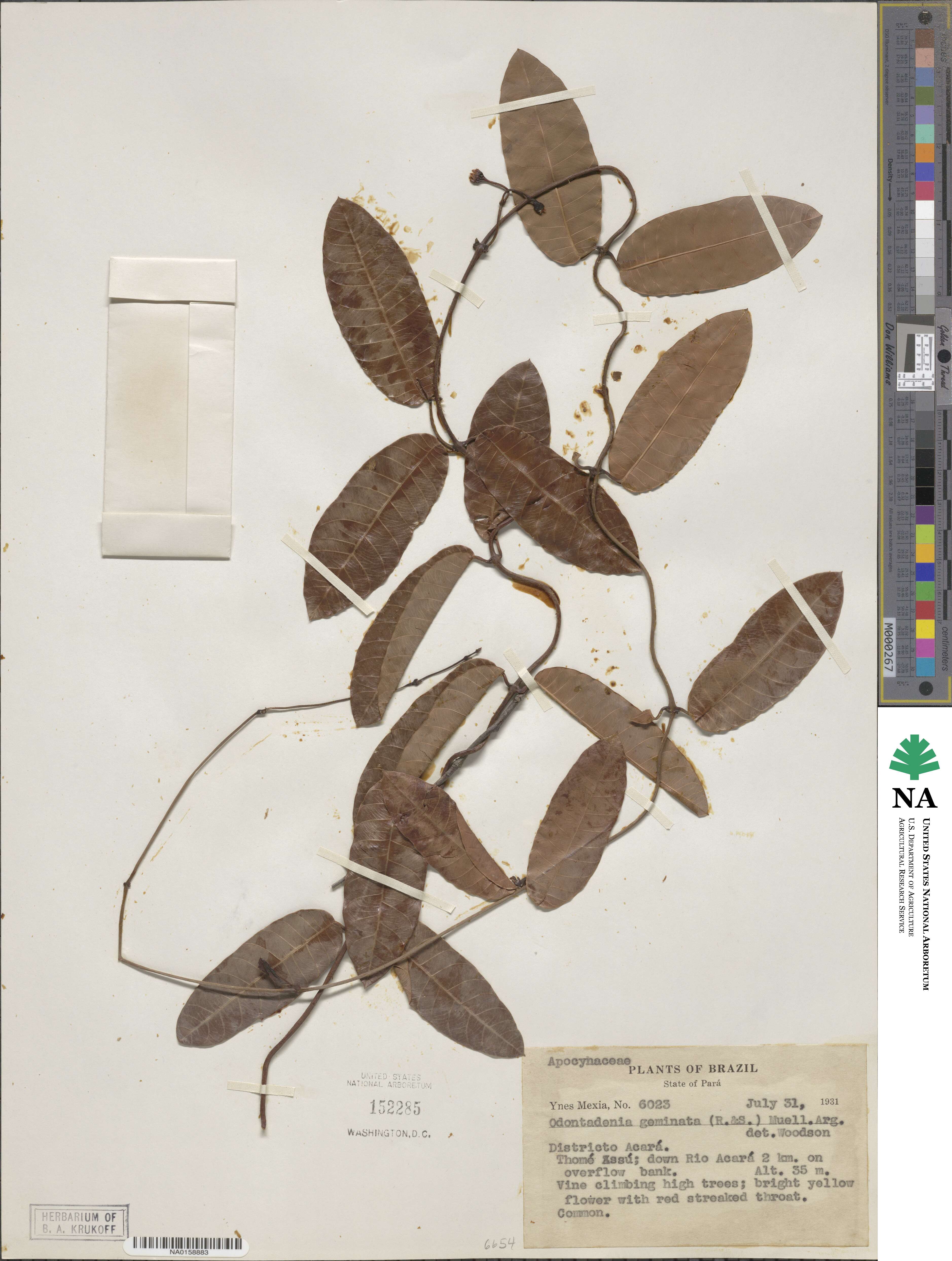 Odontadenia geminata image