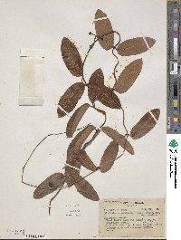 Odontadenia geminata image