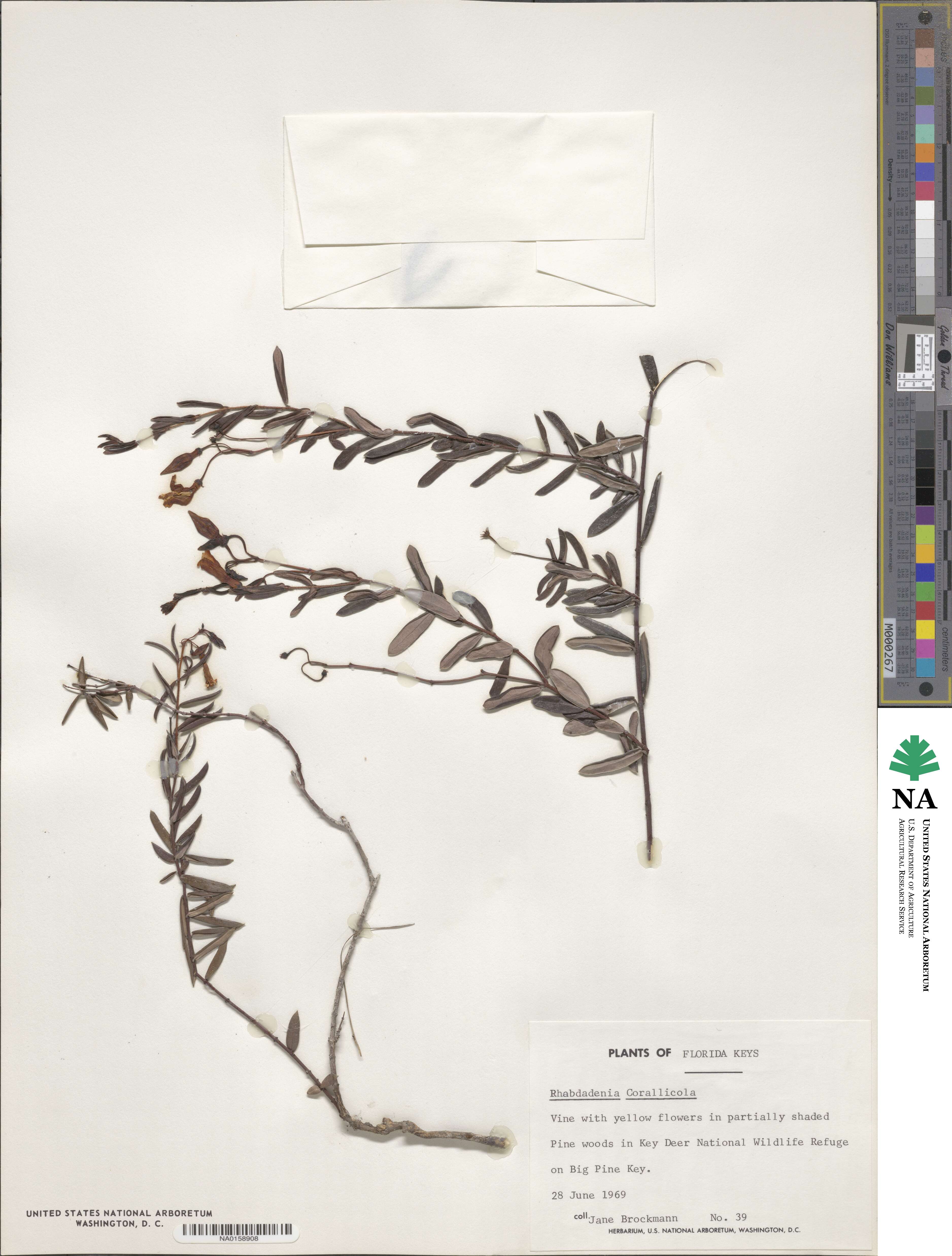 Angadenia berteroi image
