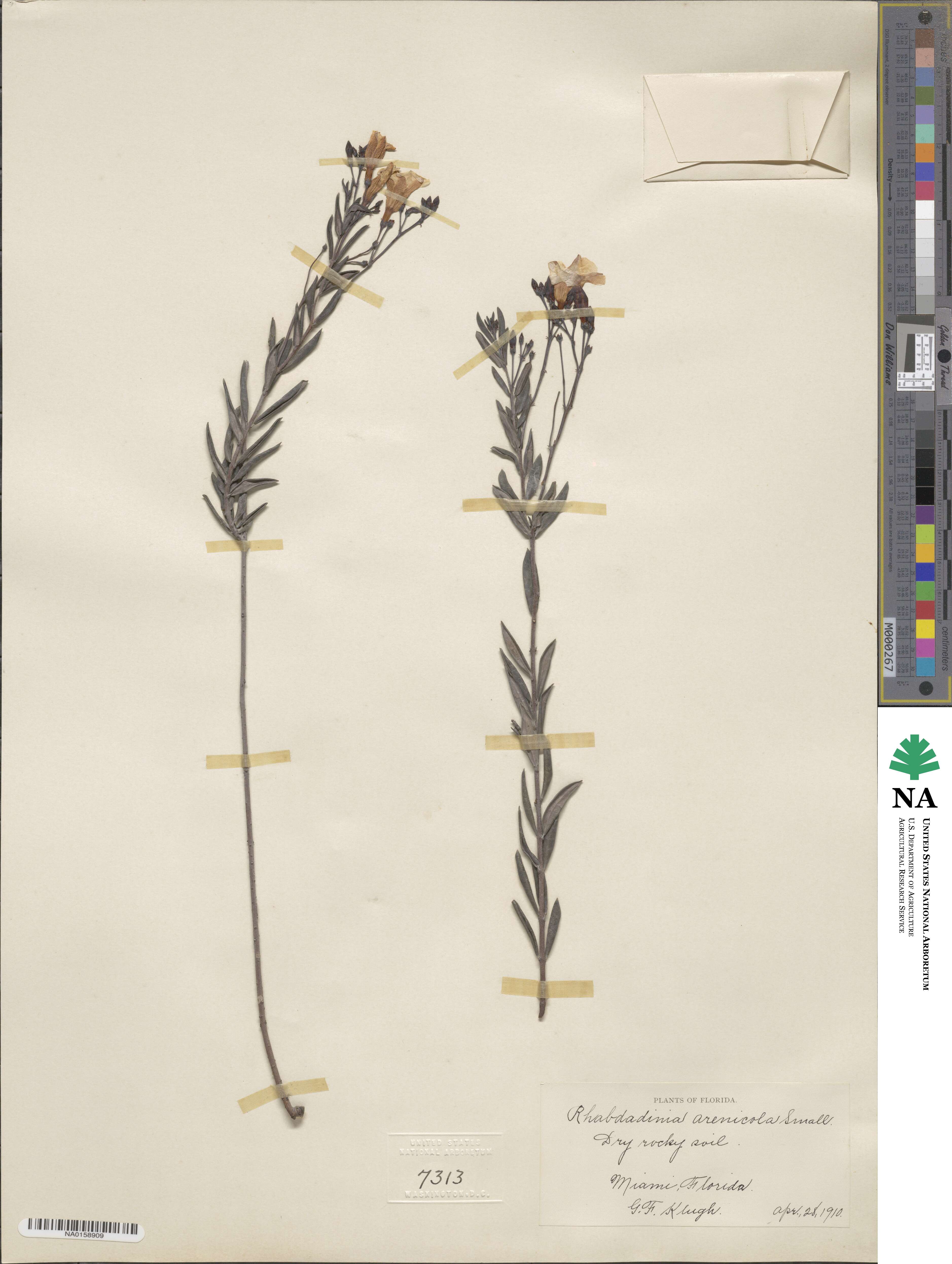 Angadenia image