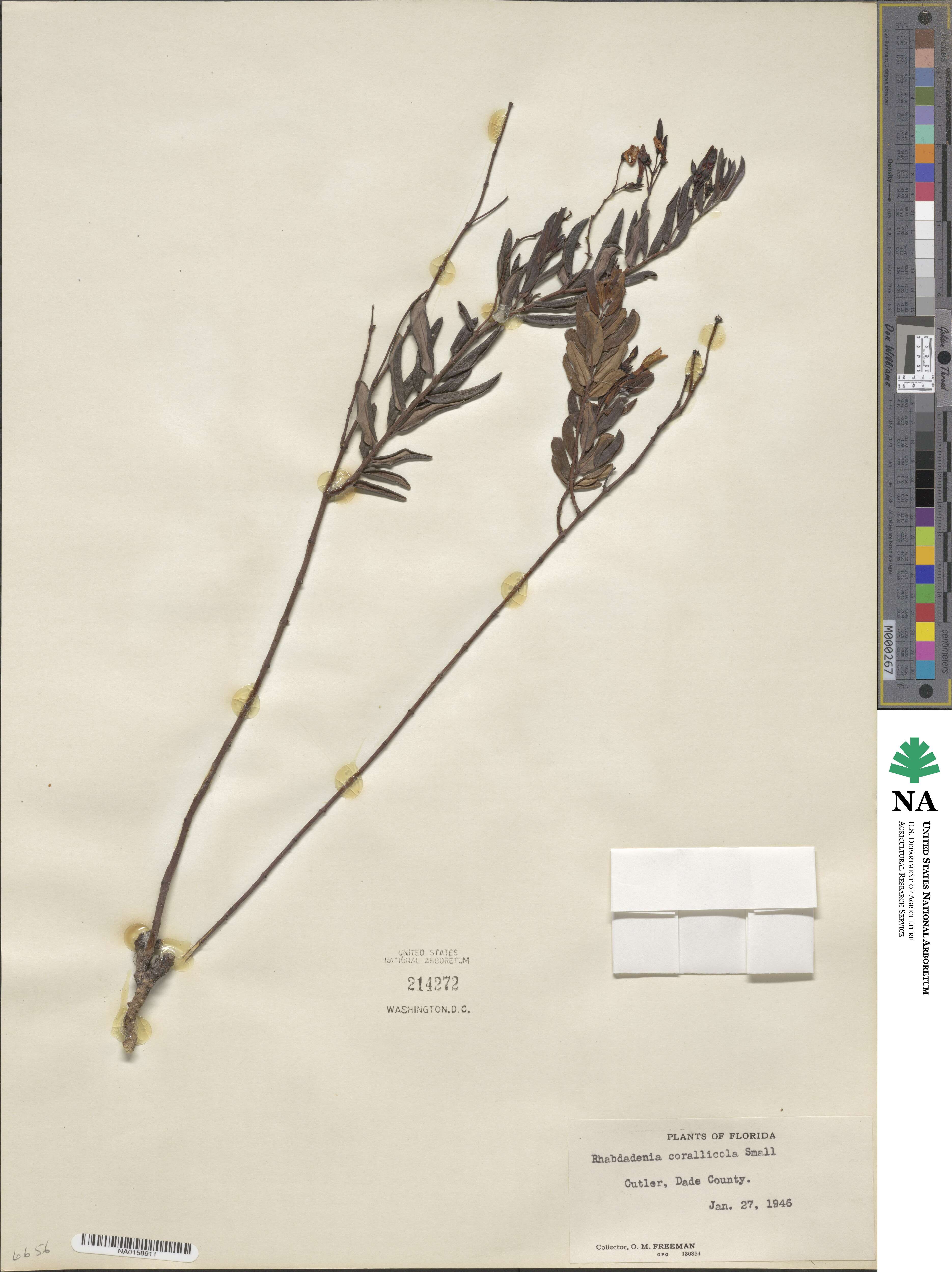 Angadenia berteroi image