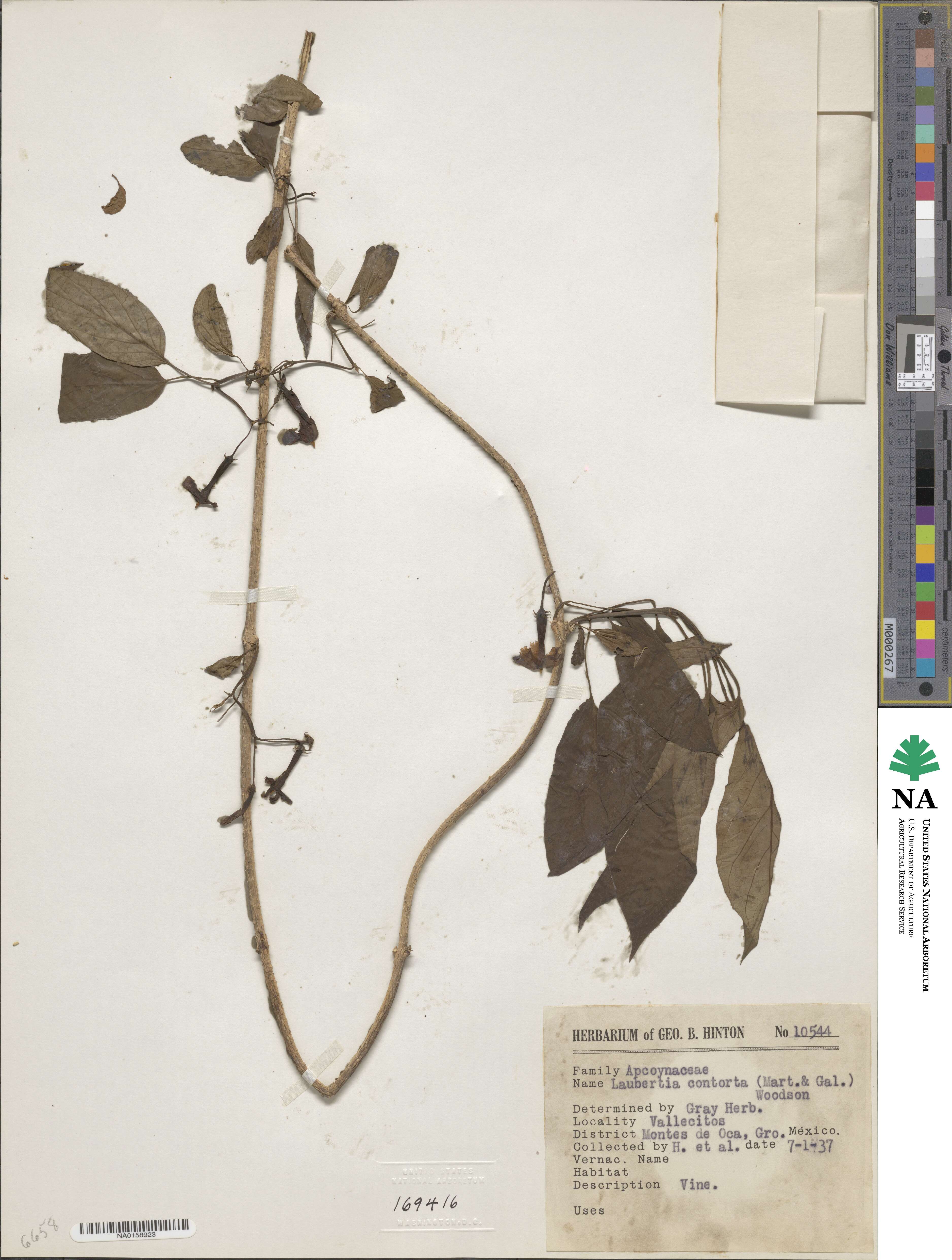 Laubertia contorta image