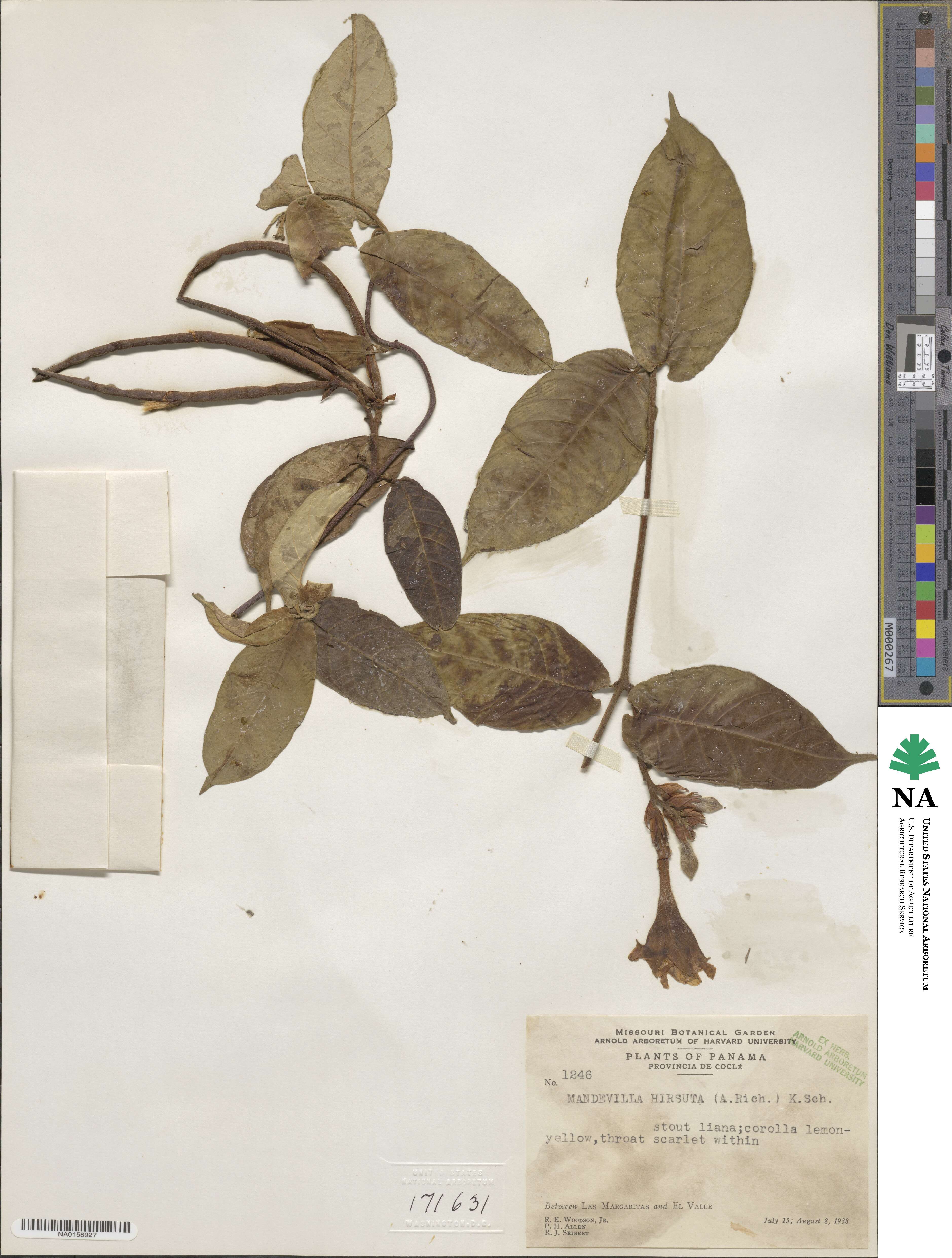 Mandevilla hirsuta image