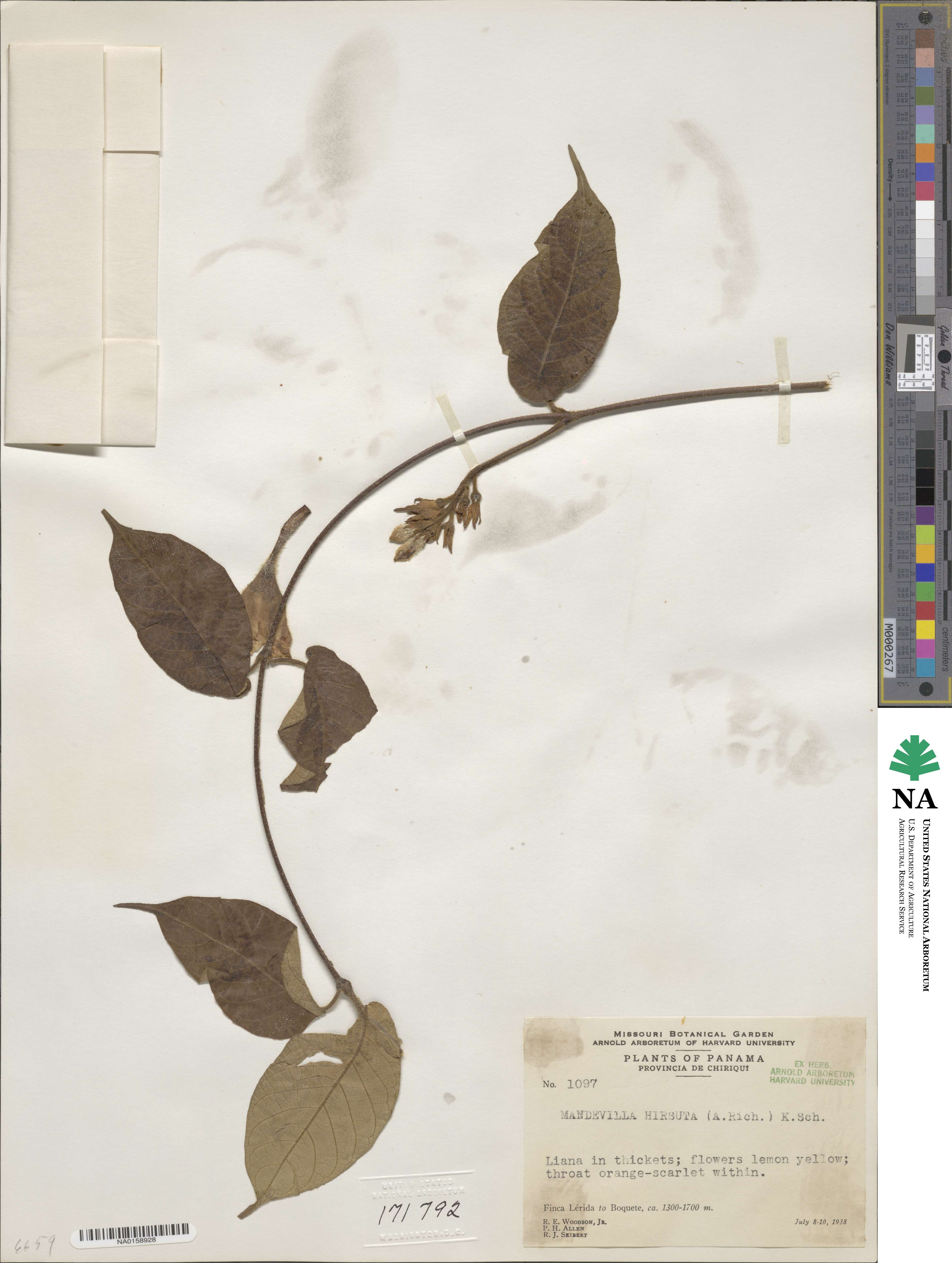 Mandevilla hirsuta image
