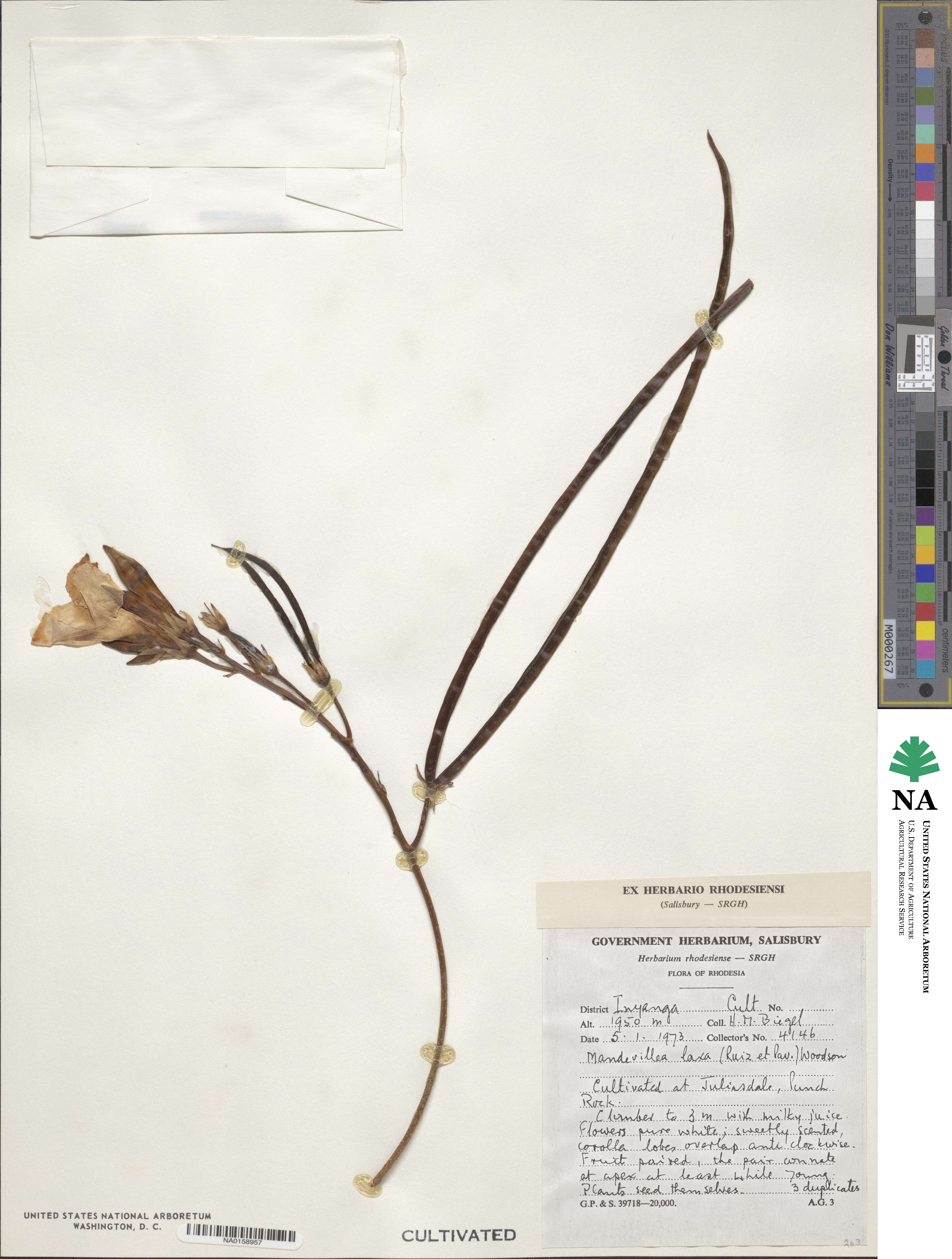 Mandevilla laxa image