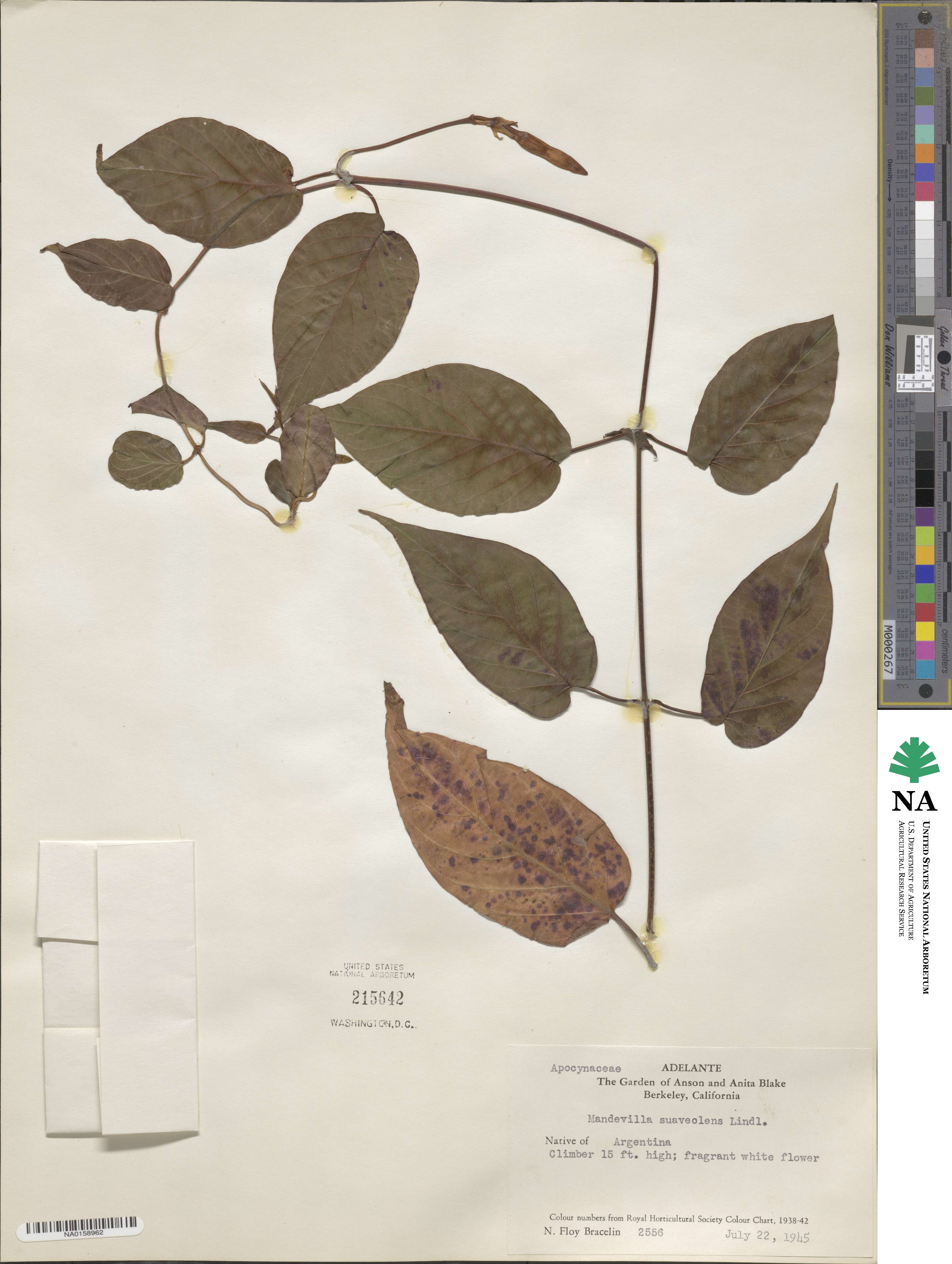 Mandevilla laxa image