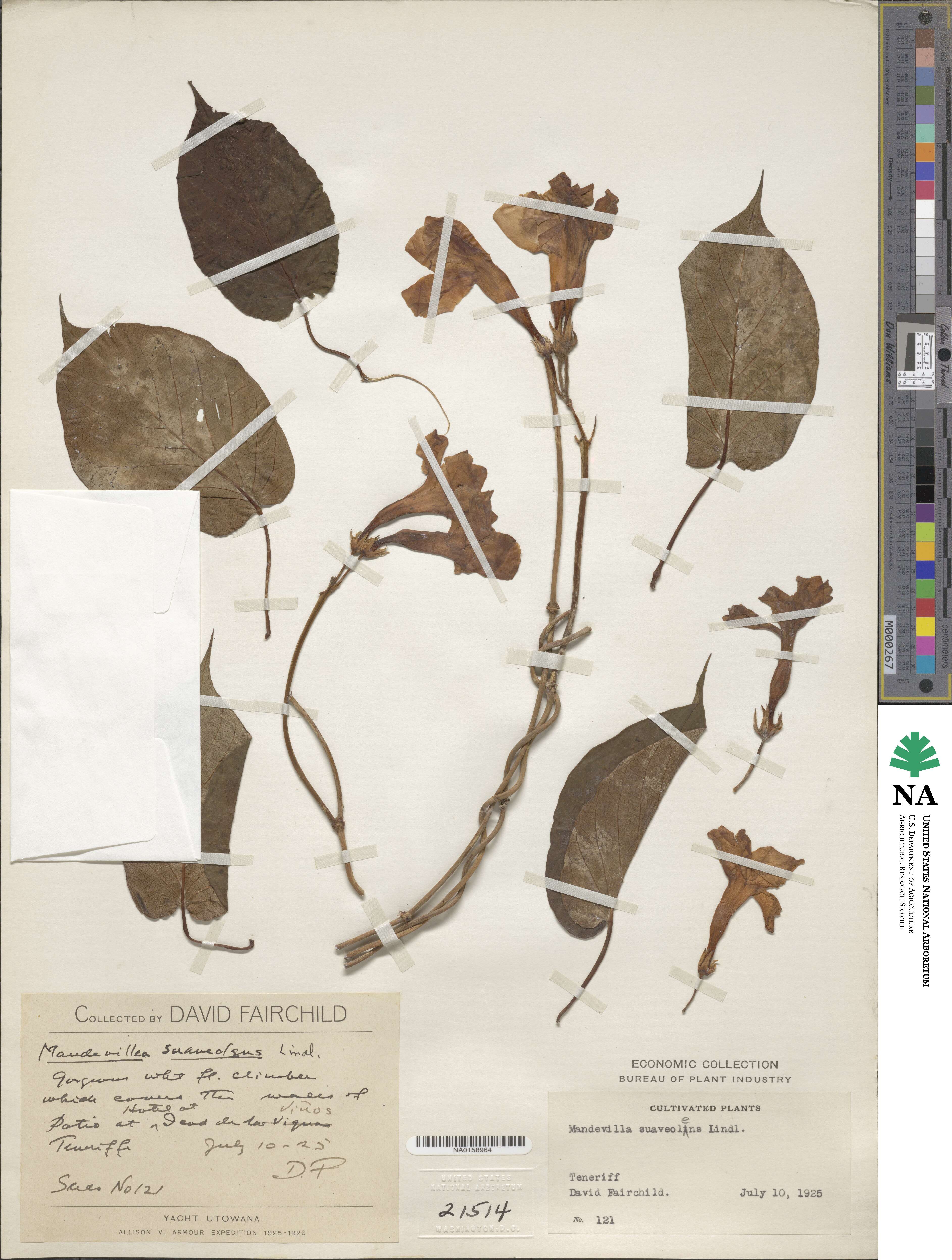 Mandevilla laxa image