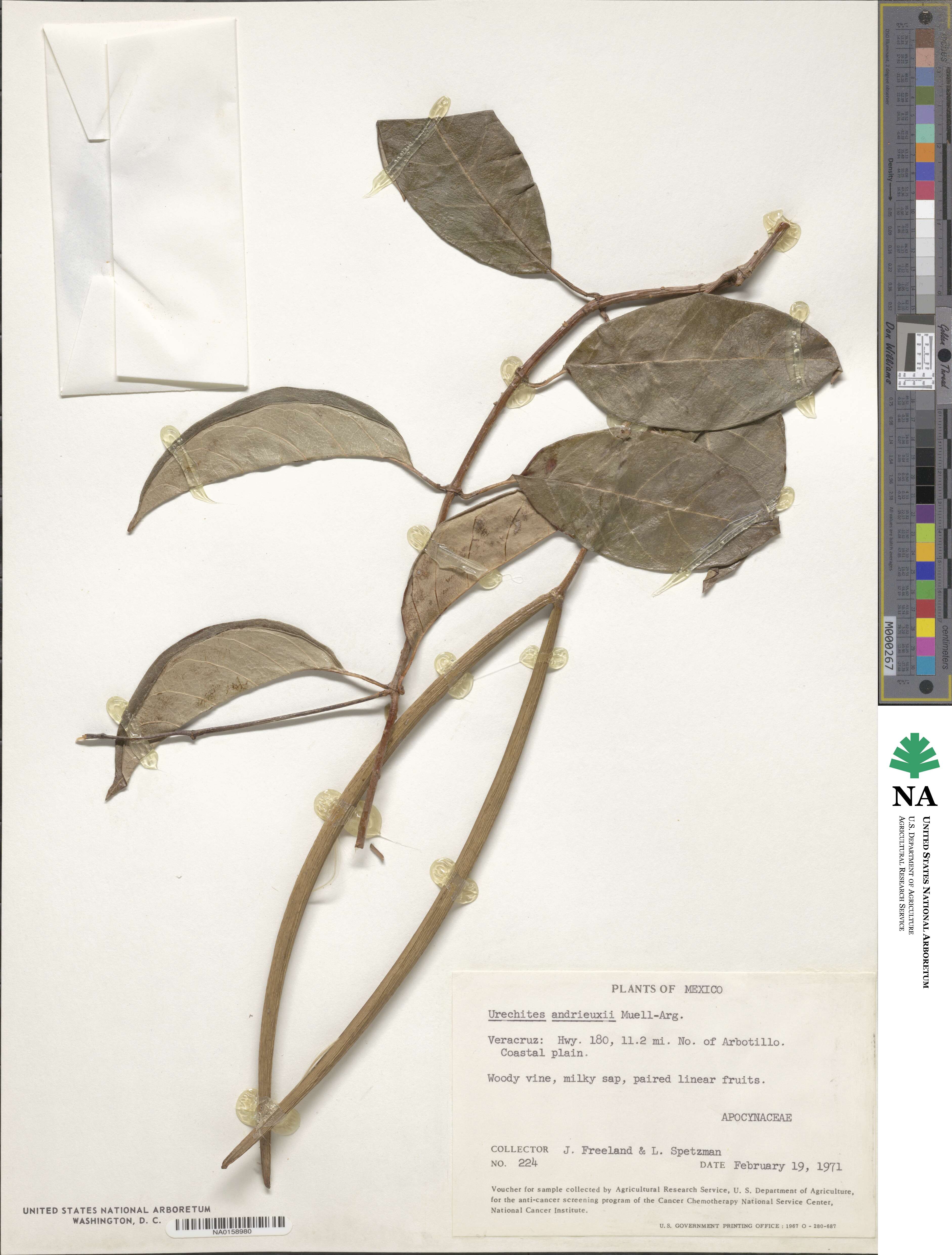 Pentalinon andrieuxii image
