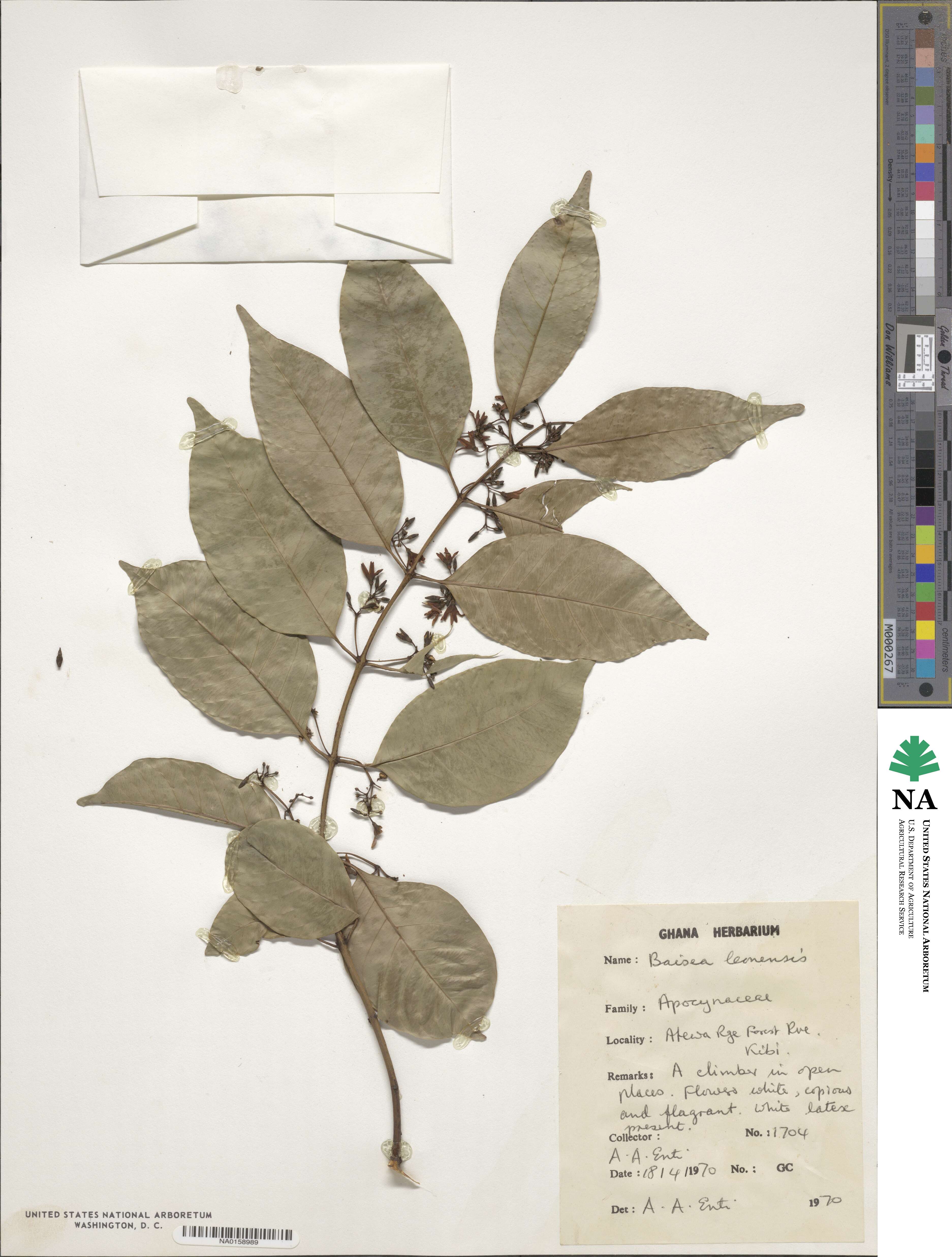 Baissea leonensis image