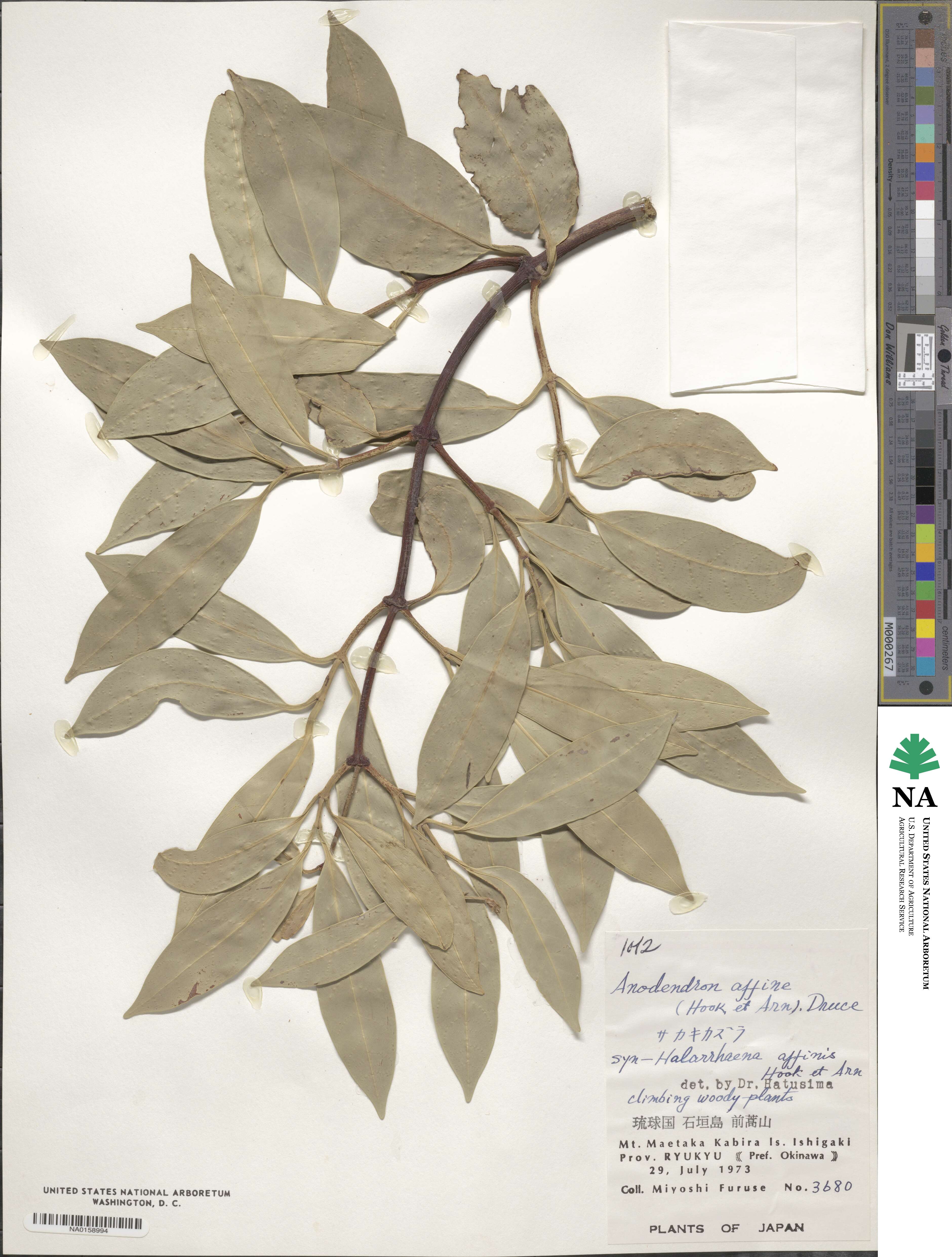 Anodendron image