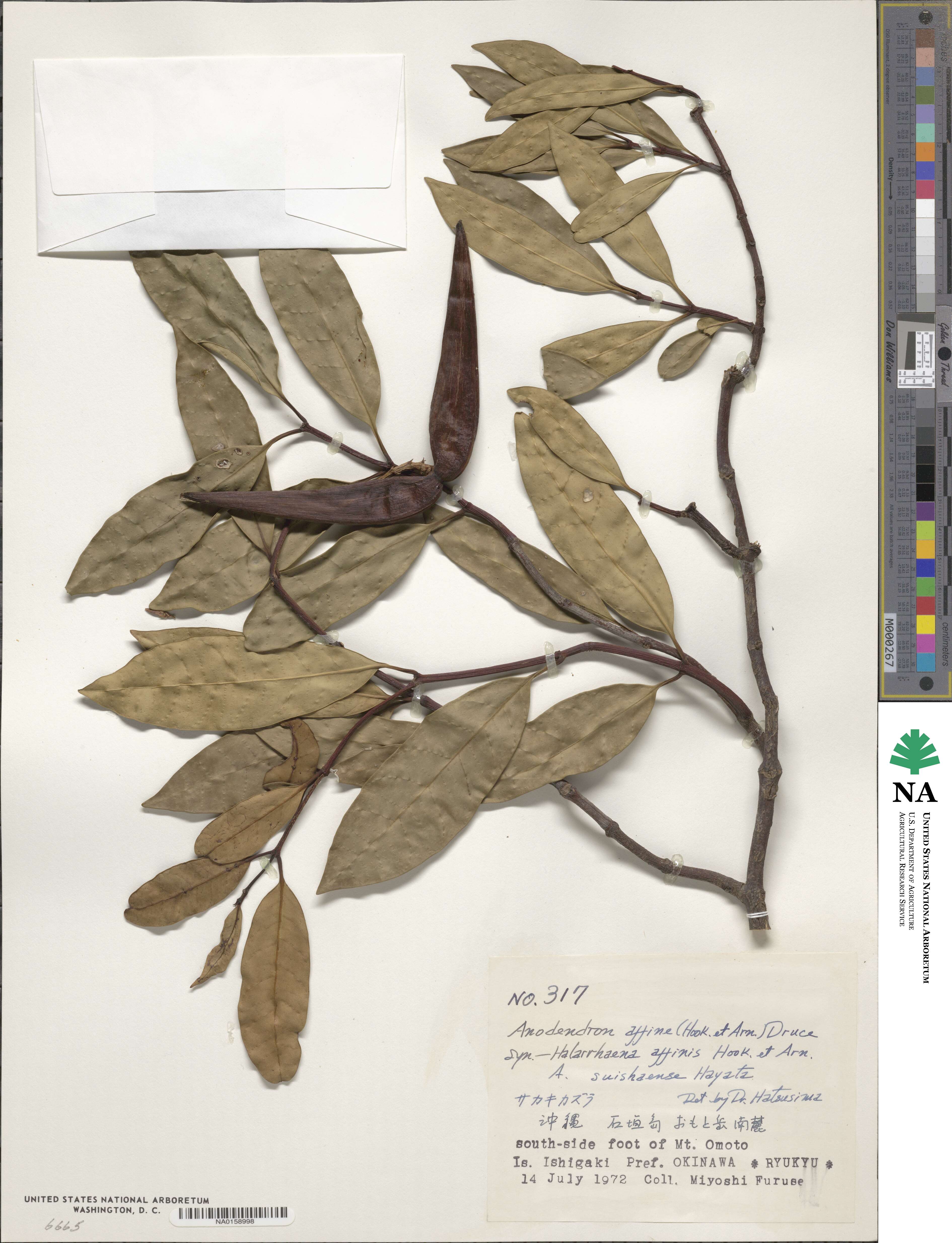 Anodendron affine image