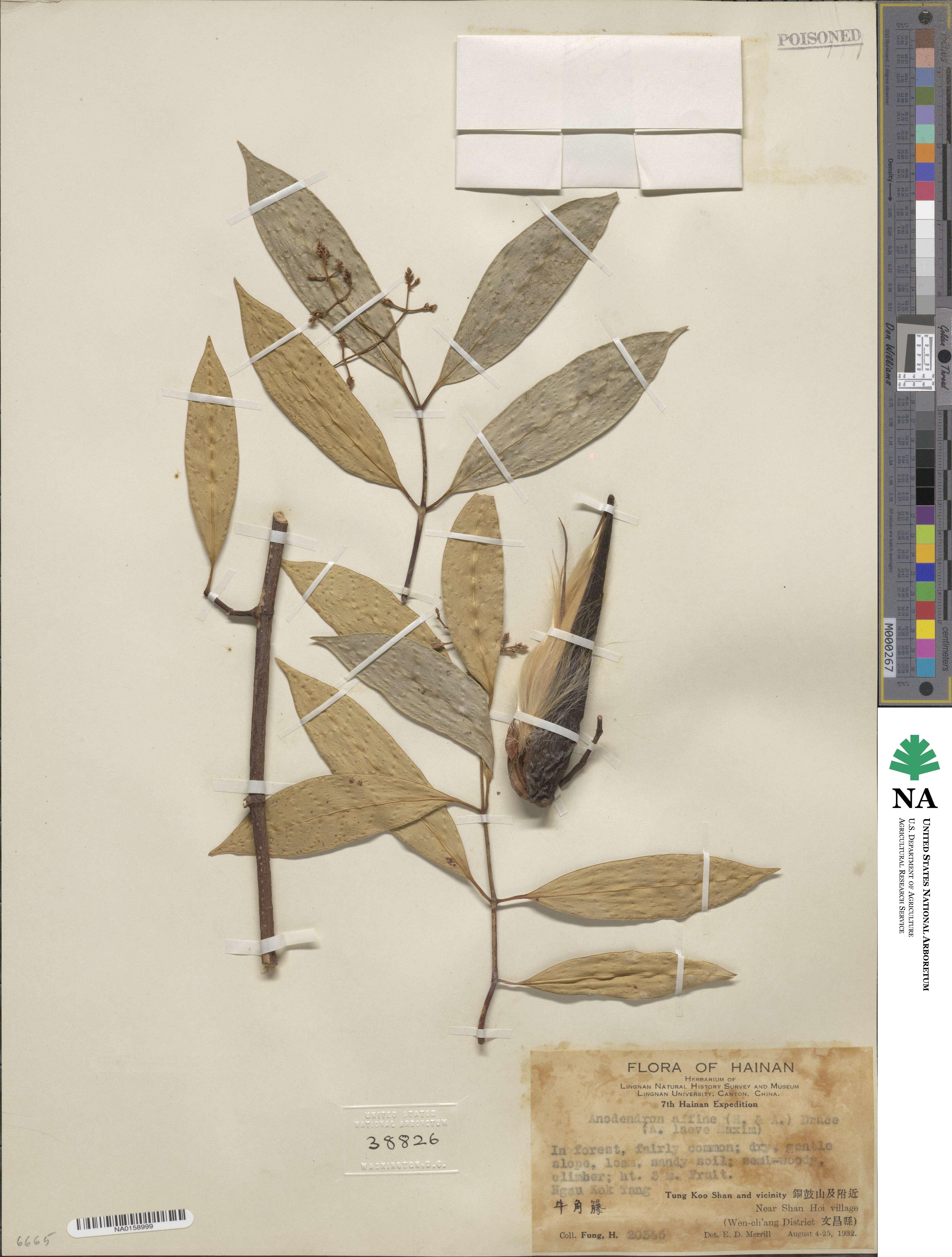 Anodendron affine image