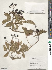 Parthenocissus inserta image