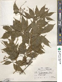 Parthenocissus inserta image