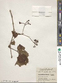 Parthenocissus inserta image