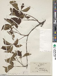 Parthenocissus quinquefolia image