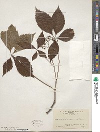 Parthenocissus quinquefolia image