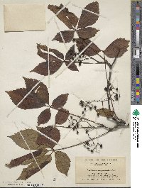 Parthenocissus quinquefolia image