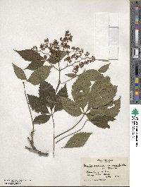 Parthenocissus quinquefolia image