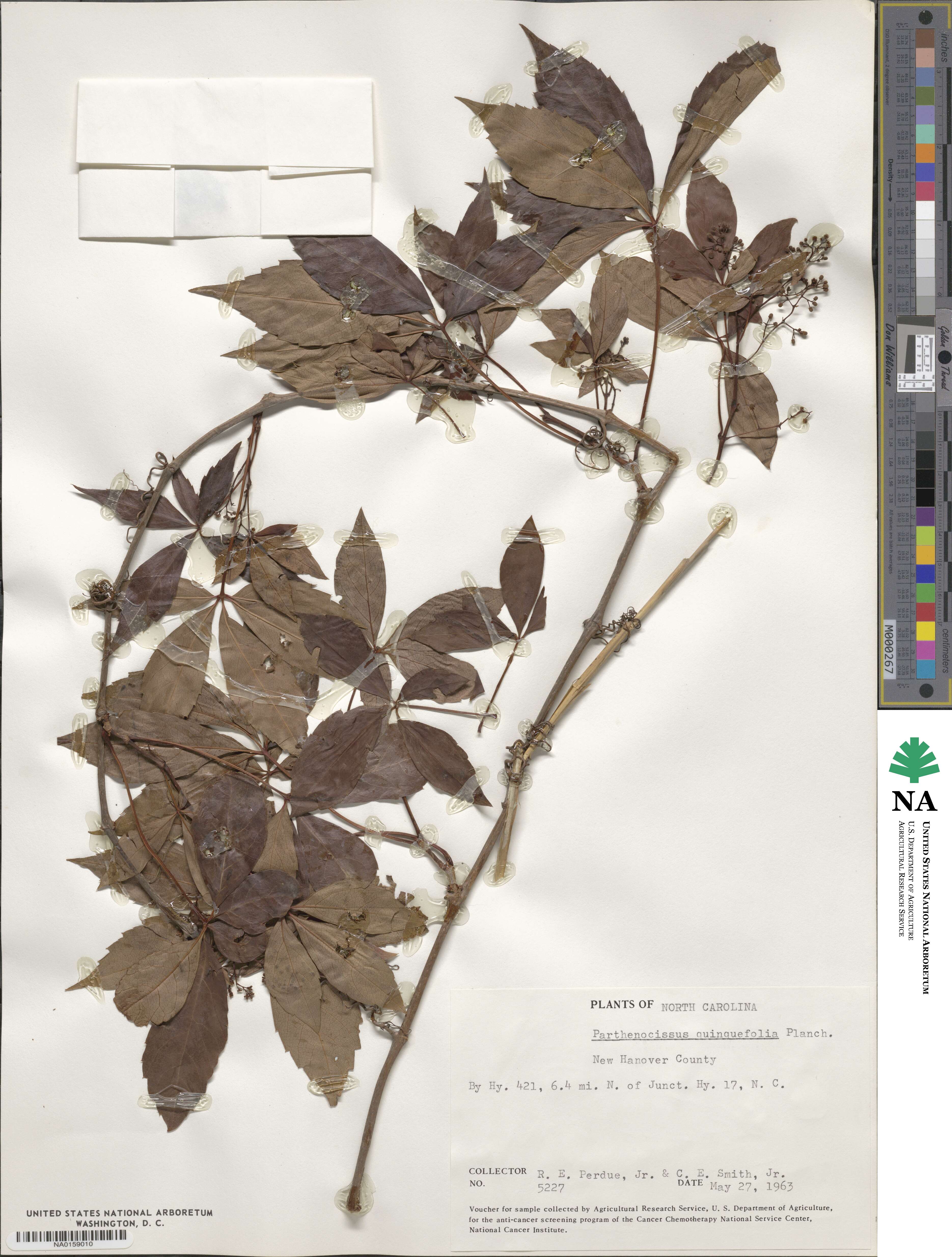 Parthenocissus quinquefolia image