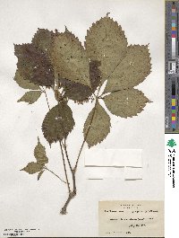 Parthenocissus quinquefolia image