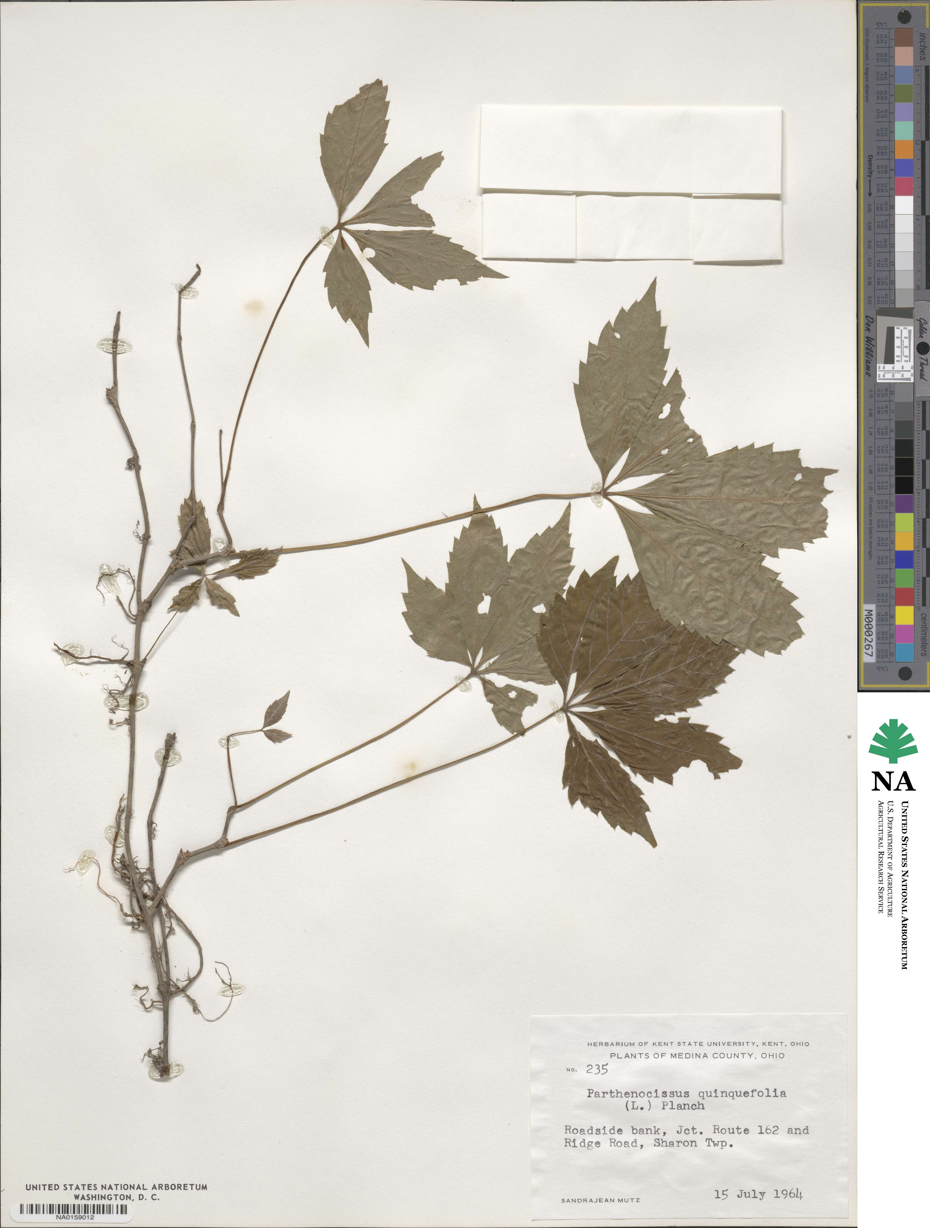 Parthenocissus image