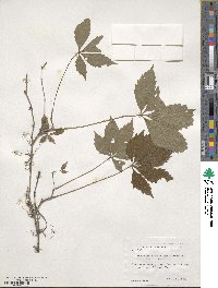 Parthenocissus quinquefolia image