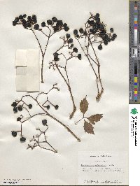 Parthenocissus quinquefolia image