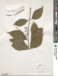 Parthenocissus quinquefolia image