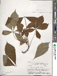 Parthenocissus quinquefolia image