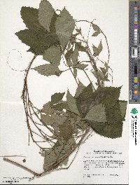 Parthenocissus quinquefolia image