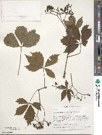 Parthenocissus quinquefolia image