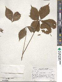 Parthenocissus quinquefolia image