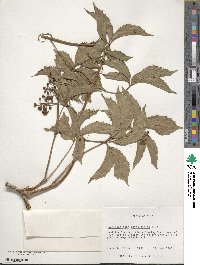 Parthenocissus quinquefolia image