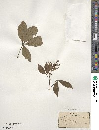 Parthenocissus quinquefolia image