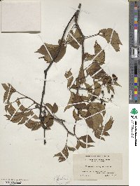 Parthenocissus quinquefolia image