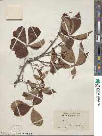 Parthenocissus quinquefolia image